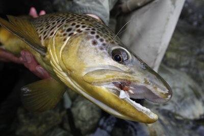 Dry Fly 2011 1